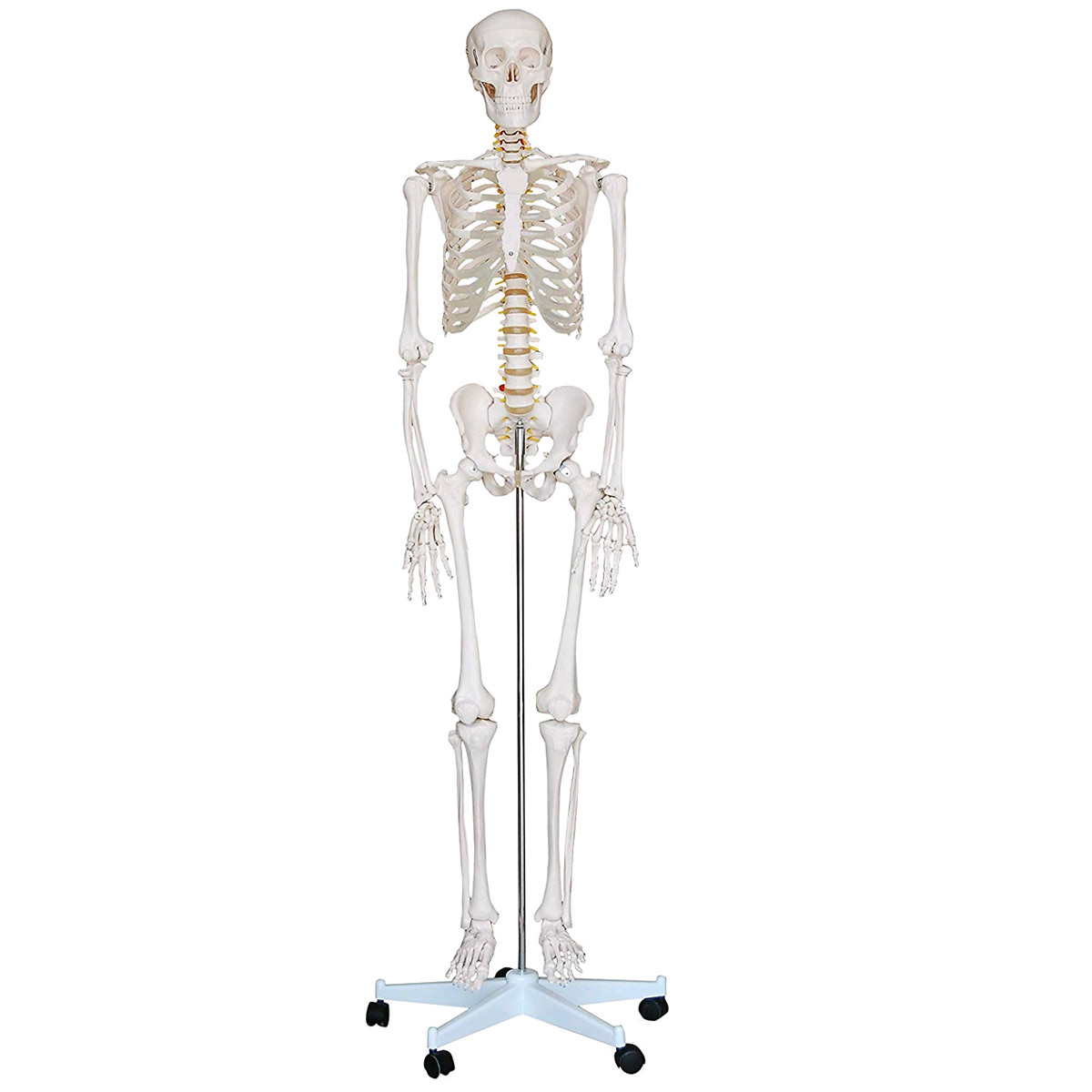 Human Anatomy Skeleton – Full Size Model 6 ft. Tall with Stand